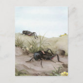 DE VELDCRICKET BRIEFKAART (Voorkant)