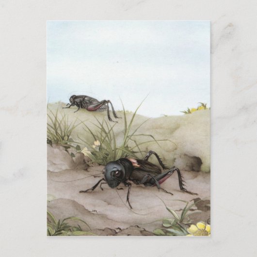 DE VELDCRICKET BRIEFKAART (Voorkant)