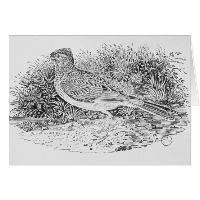 De veldleeuwerik (Voorkant Horizontaal)