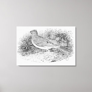 De veldleeuwerik canvas afdruk