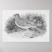 De veldleeuwerik poster (Voorkant)