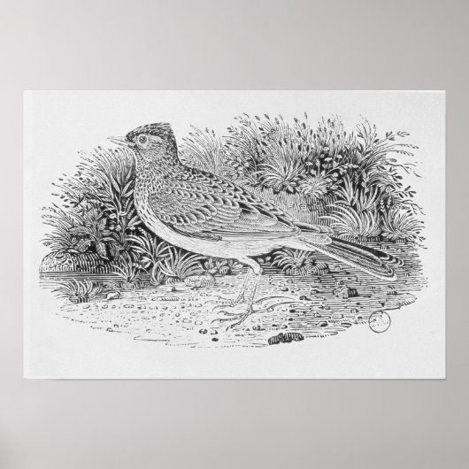 De veldleeuwerik poster (Voorkant)