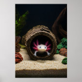 De verblijfplaats van de Axolotl Poster (Voorkant)