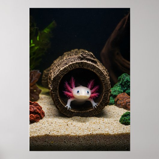 De verblijfplaats van de Axolotl Poster (Voorkant)