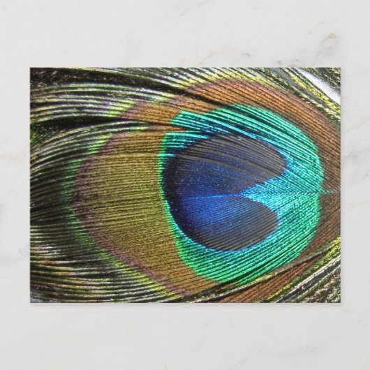 De Veren van de pauw Briefkaart (Voorkant)