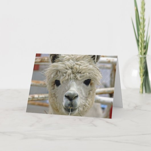 De Verjaardag van de alpaca Kaart (Voorkant)