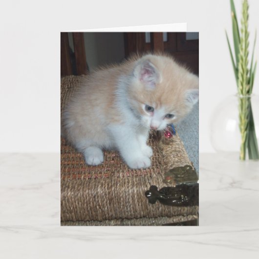 De Verjaardag van het kat Kaart (Voorkant)