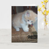 De Verjaardag van het kat Kaart (Gele Bloem)