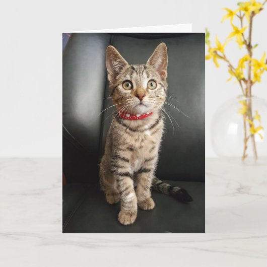 De Verjaardag van het Katje van de Gestreepte kat Kaart (Gele Bloem)