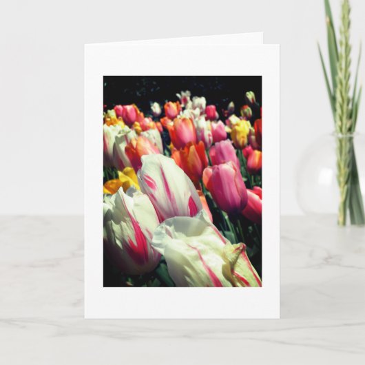 De verleidende Kaart van de Nota van Tulpen (Voorkant)