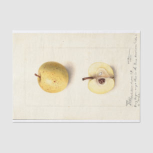 De verloren appel  tissuepapier