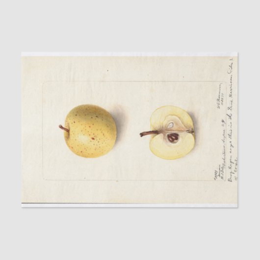 De verloren appel tissuepapier (Voorkant)