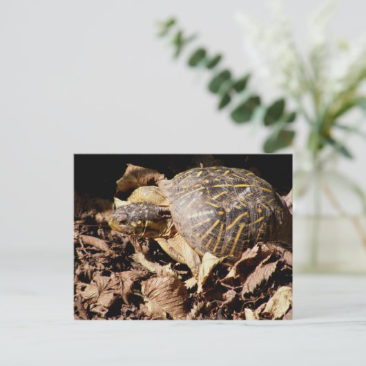 De versierd Schildpad van de Doos Briefkaart (Staand voorkant)