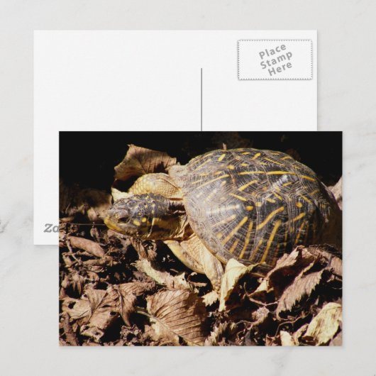 De versierd Schildpad van de Doos Briefkaart (Voorkant / Achterkant)