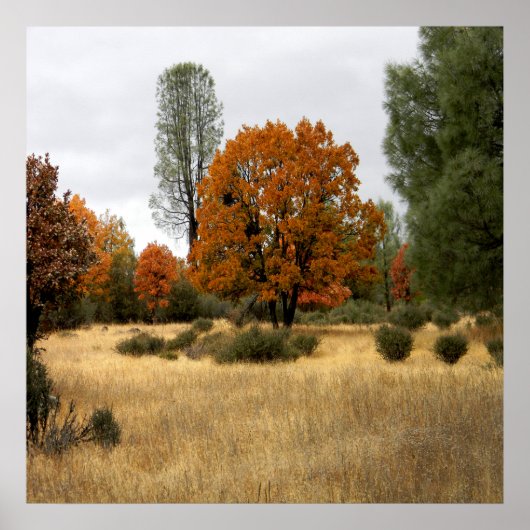 De Verzameling... Poster (Voorkant)