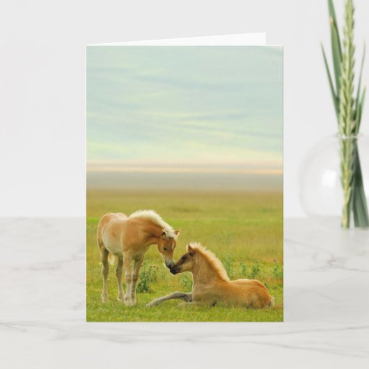 De Veulennen van het paard Kaart (Voorkant)