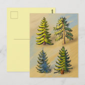 De vier soorten zilversparren, botanisch. briefkaart (Voorkant / Achterkant)