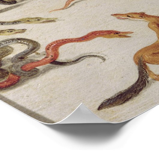 De vijanden van slangen poster (Hoek)