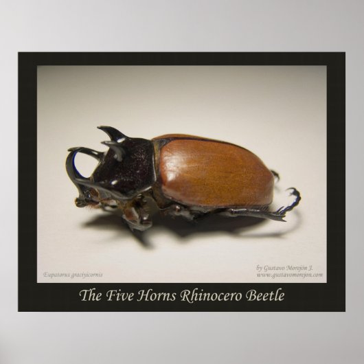 De vijf paarden Rhinocero Beetle Poster (Voorkant)