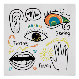 De vijf zintuigen perfect poster