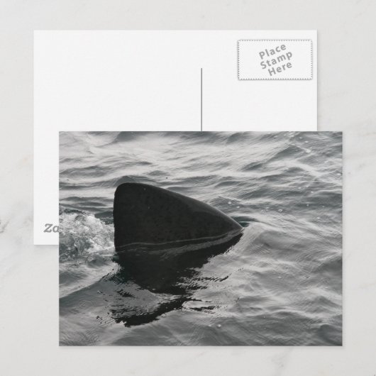 De Vin van de haai Briefkaart (Voorkant / Achterkant)