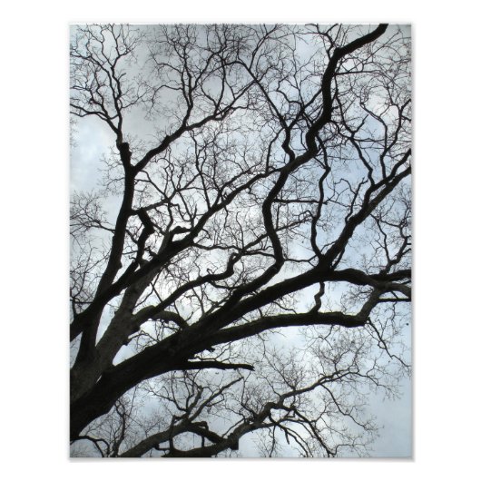 De vinnen van de boom foto afdruk (Voorkant)