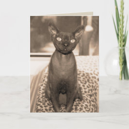 De vintage Foto van de Kat van Devon Rex van de Kaart