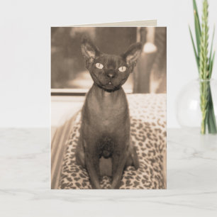 De vintage Foto van de Kat van Devon Rex van de Kaart
