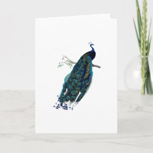 De vintage groet van de Illustratie van de Pauw Kaart