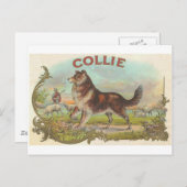 De vintage Hond van de Collie Briefkaart (Voorkant / Achterkant)
