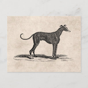 De vintage Illustratie van de Hond van de Windhond Briefkaart