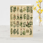 De vintage KruidenReeks van het Wenskaart - 2 Kaart (Gele Bloem)