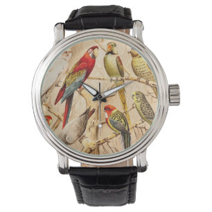 De vintage Parkiet Cockatiel van Conure van de Horloge