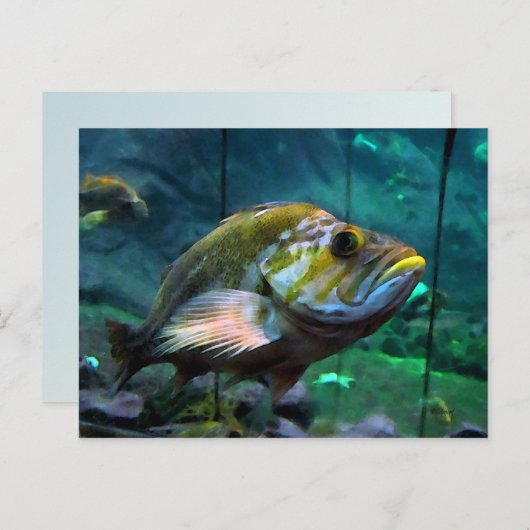 De vis briefkaart (Voorkant / Achterkant)