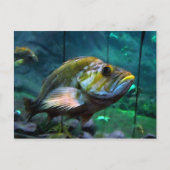 De vis briefkaart (Voorkant)