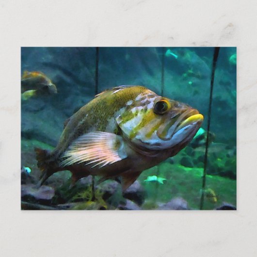 De vis briefkaart (Voorkant)