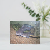 De visserijdierentuin van de katvis briefkaart (Staand voorkant)