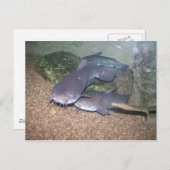 De visserijdierentuin van de katvis briefkaart (Voorkant / Achterkant)