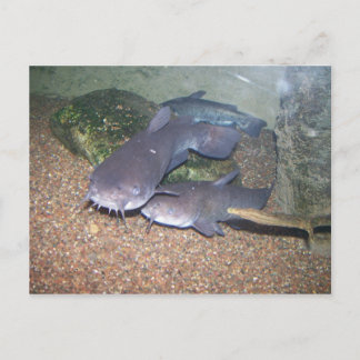 De visserijdierentuin van de katvis briefkaart