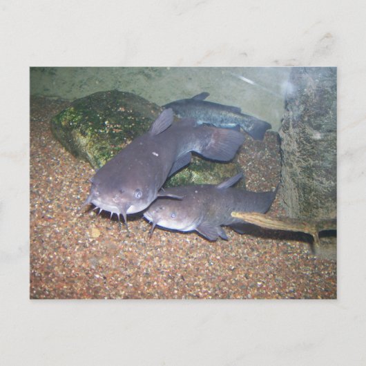 De visserijdierentuin van de katvis briefkaart (Voorkant)