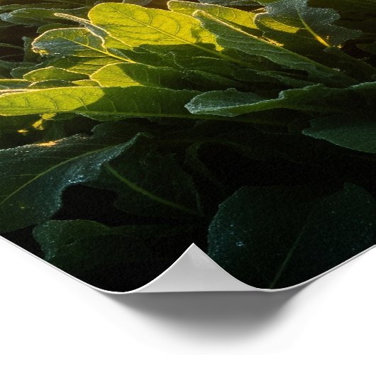 De vitale kracht van de zon poster (Hoek)