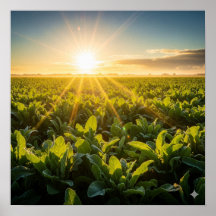 De vitale kracht van de zon