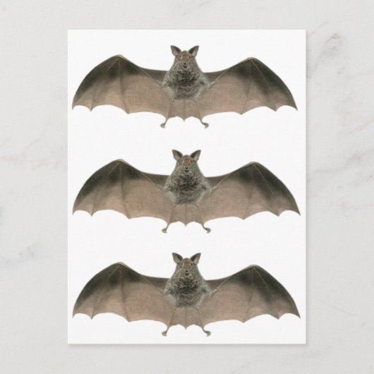 de vleermuis briefkaart (Voorkant)