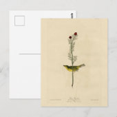 De vliegenvanger van Selby - de Amerikaanse vogels Briefkaart (Voorkant / Achterkant)