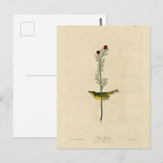 De vliegenvanger van Selby - de Amerikaanse vogels Briefkaart (Voorkant / Achterkant)