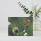 De Vlinder van Buckeye Briefkaart (Staand voorkant)