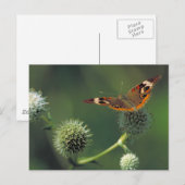 De Vlinder van Buckeye Briefkaart (Voorkant / Achterkant)