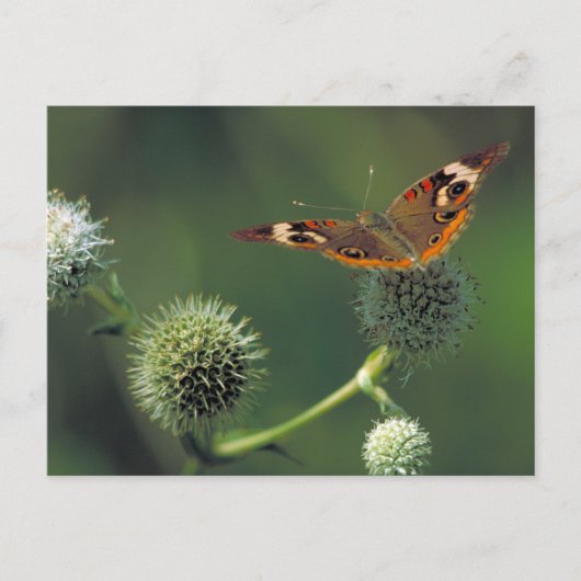 De Vlinder van Buckeye Briefkaart (Voorkant)