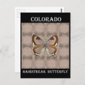 De Vlinder van Colorado Hairstreak Briefkaart (Voorkant / Achterkant)