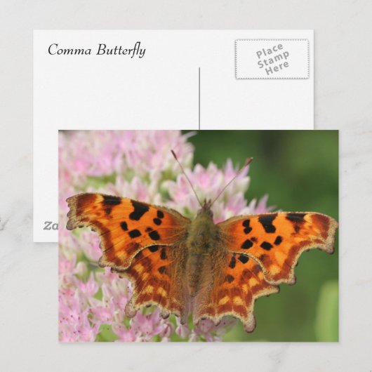 De Vlinder van de komma Briefkaart (Voorkant / Achterkant)